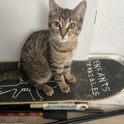 Photo of a cat found in Lons Le Saunier