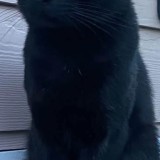 panther