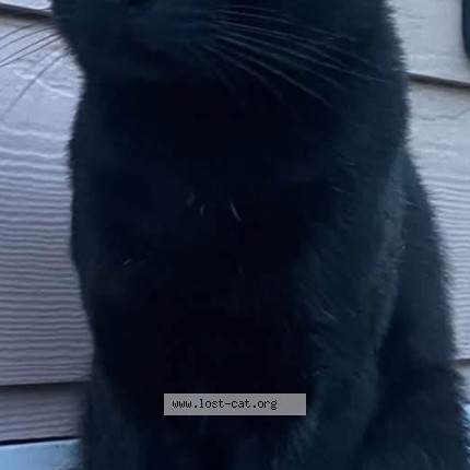 Photo 1/1 panther Cat lost in Federal Way