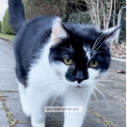 Foto 1/1 Mamita Kat vermist in Alsemberg