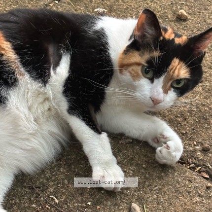 Picture of cat lost at Woking