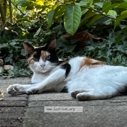 Photo 2/2 Doris Cat lost in Woking