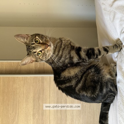 Photo of a cat found in Getafe