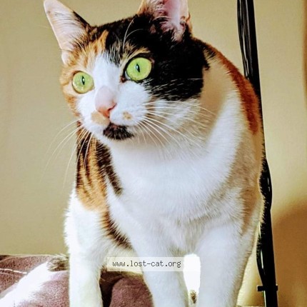 Picture of cat lost at Edmonton