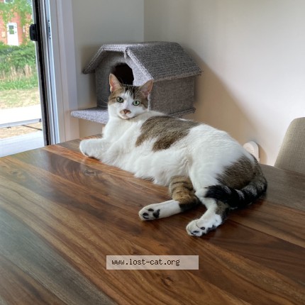 Picture of cat lost at Mississauga