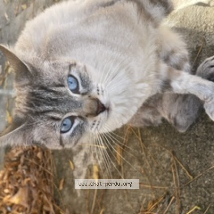 Photo of a cat found in Castres