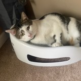meemo