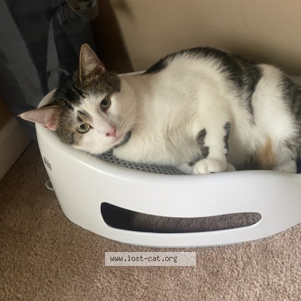Photo 1/1 meemo Cat lost in Kingsport