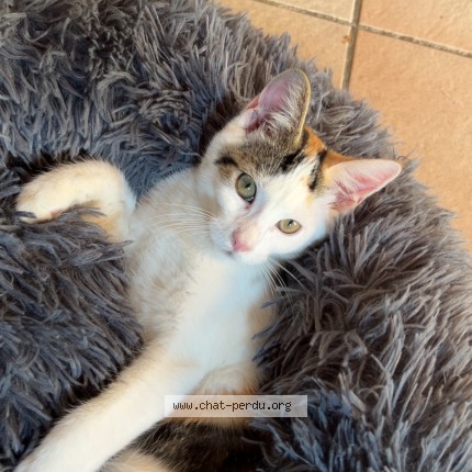 Photo of a cat found in Gardanne