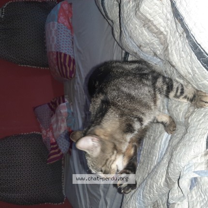 Photo of a cat found in Cerville