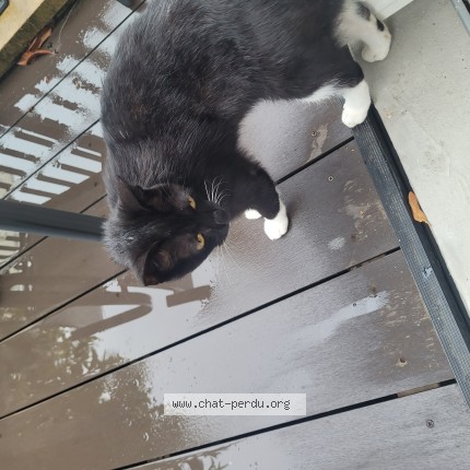 Photo of a cat found in Fontenay Aux Roses
