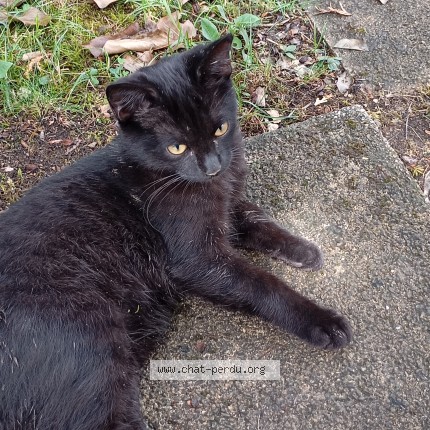 Photo of a cat found in Martignat