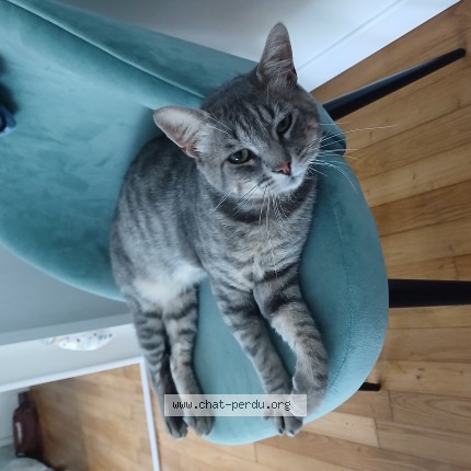 Photo of a cat found in Tregunc