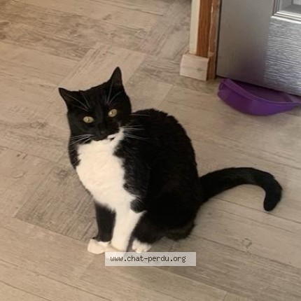 Photo of a cat found in Mayenne