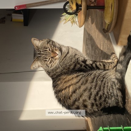 Foto 1/1 Lucius Kat vermist in Schaerbeek