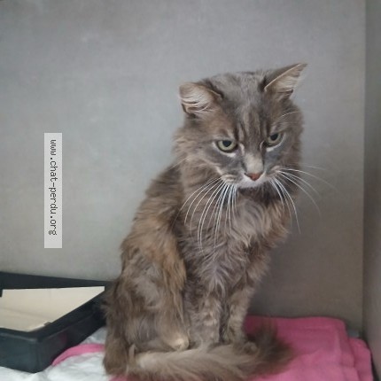 Foto di gatto trovato a Glieres Val De Borne