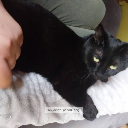 Foto 1/1 Karaca Kat vermist in Bruxelles