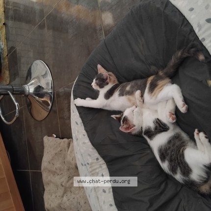 Photo of a cat found in Saint Mezard