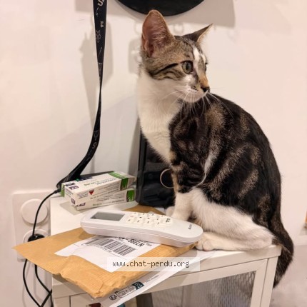 Photo of a cat found in Toulouges