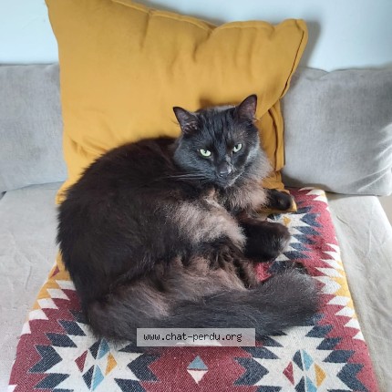 Foto 1/1 Hikaru Kat vermist in Forest
