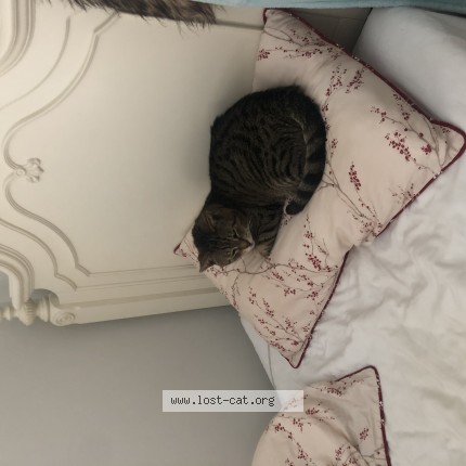 Picture of cat lost at Toronto