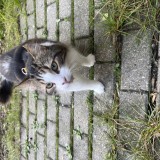 merlin