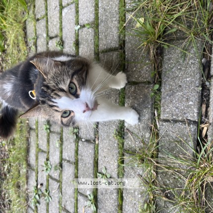 Picture of cat lost at Montreal