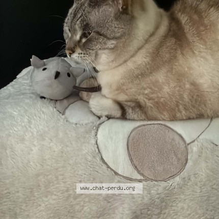 Foto 1/1 Chatouille Kat vermist in Woluwe Saint Lambert