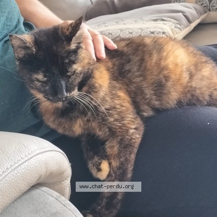 Photo of a cat found in Quincy Voisins