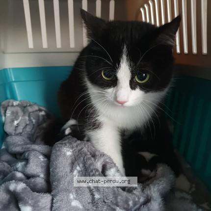 Foto 1/1 Kat gevonden Gevonden in Nimy