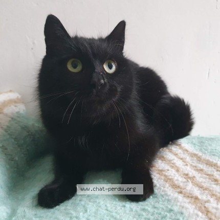 Foto 1/1 Kat gevonden Gevonden in Peruwelz