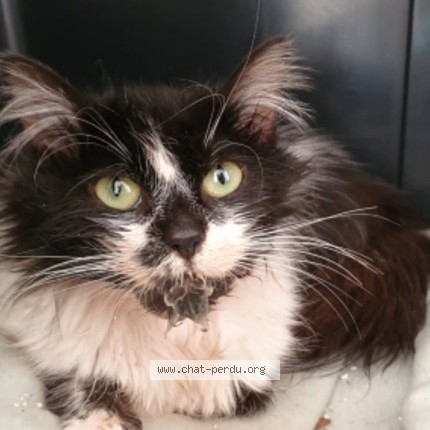 Foto 1/1 Kat gevonden Gevonden in Boussu