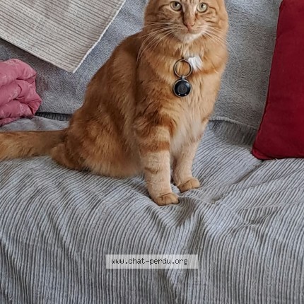 Photo of a cat found in Mont Saint Aignan