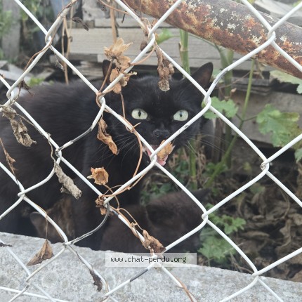 Photo of a cat found in Coignieres