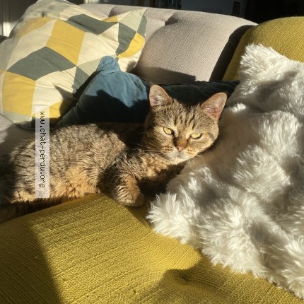 Photo of a cat found in Saint Yrieix Sur Charente