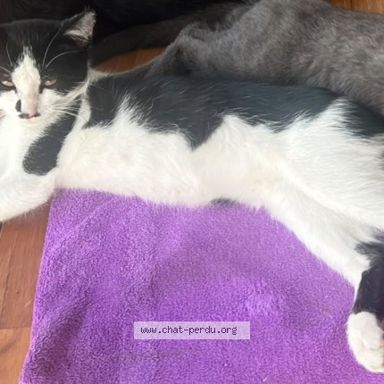 Photo of a cat found in Clermont Ferrand