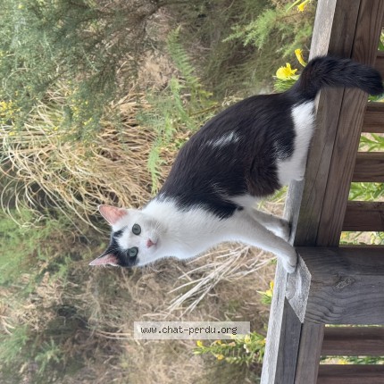Photo of a cat found in Labenne