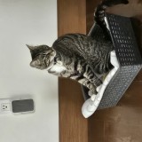 Mimiche