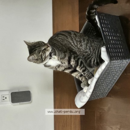 Photo 1/1 Mimiche Cat lost in Sainte Sophie
