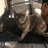 Maya
