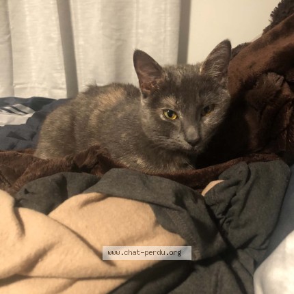 Photo 2/3 Maya Cat lost in Saint Bruno De Montarville