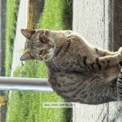 Photo 1/1 Found cat Found in Laval