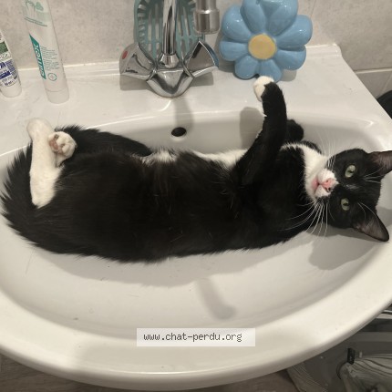 Photo of a cat found in Fontaine Les Dijon