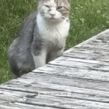 Photo 1/1 Found cat Found in Chomedey