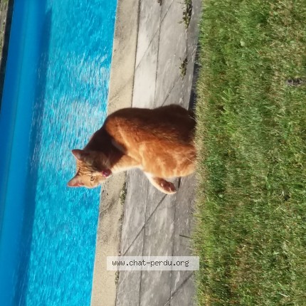 Foto 1/1 Gato Kat vermist in Guelff Messancy