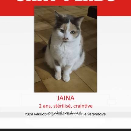 Photo of a cat found in Toulouse
