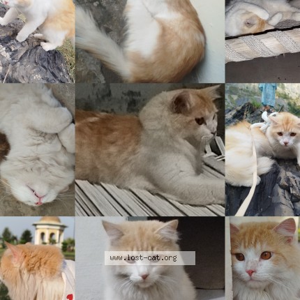Photo 1/1 Leo Cat lost in Faisalabad
