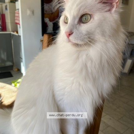 Photo of a cat found in Golfe Juan