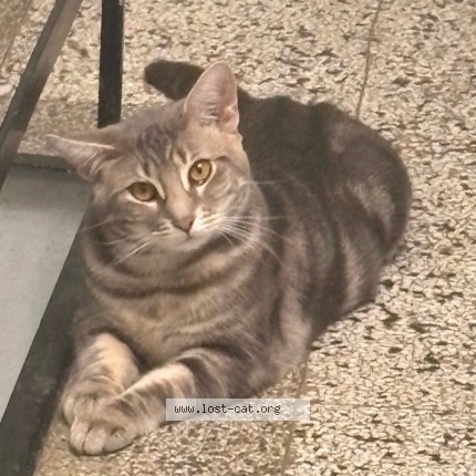 Photo 2/2 Million Cat lost in Saint Laurent