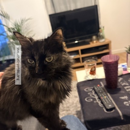 Photo of a cat found in Saint Germain En Laye